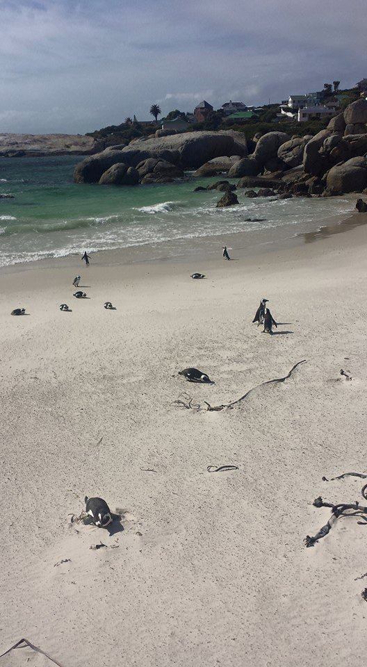 Penguins on Boulder Beach near Cape Town